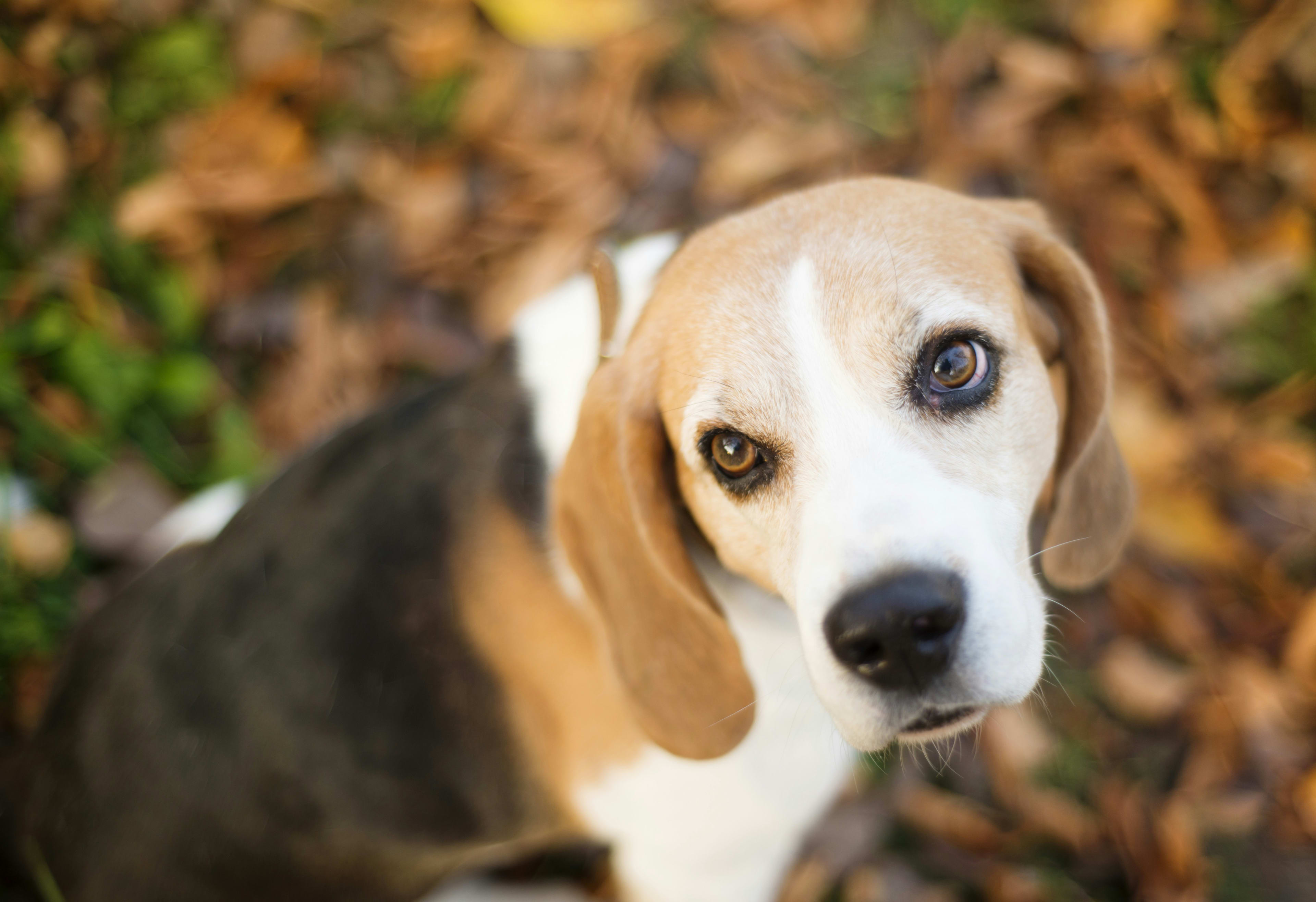 Beagle