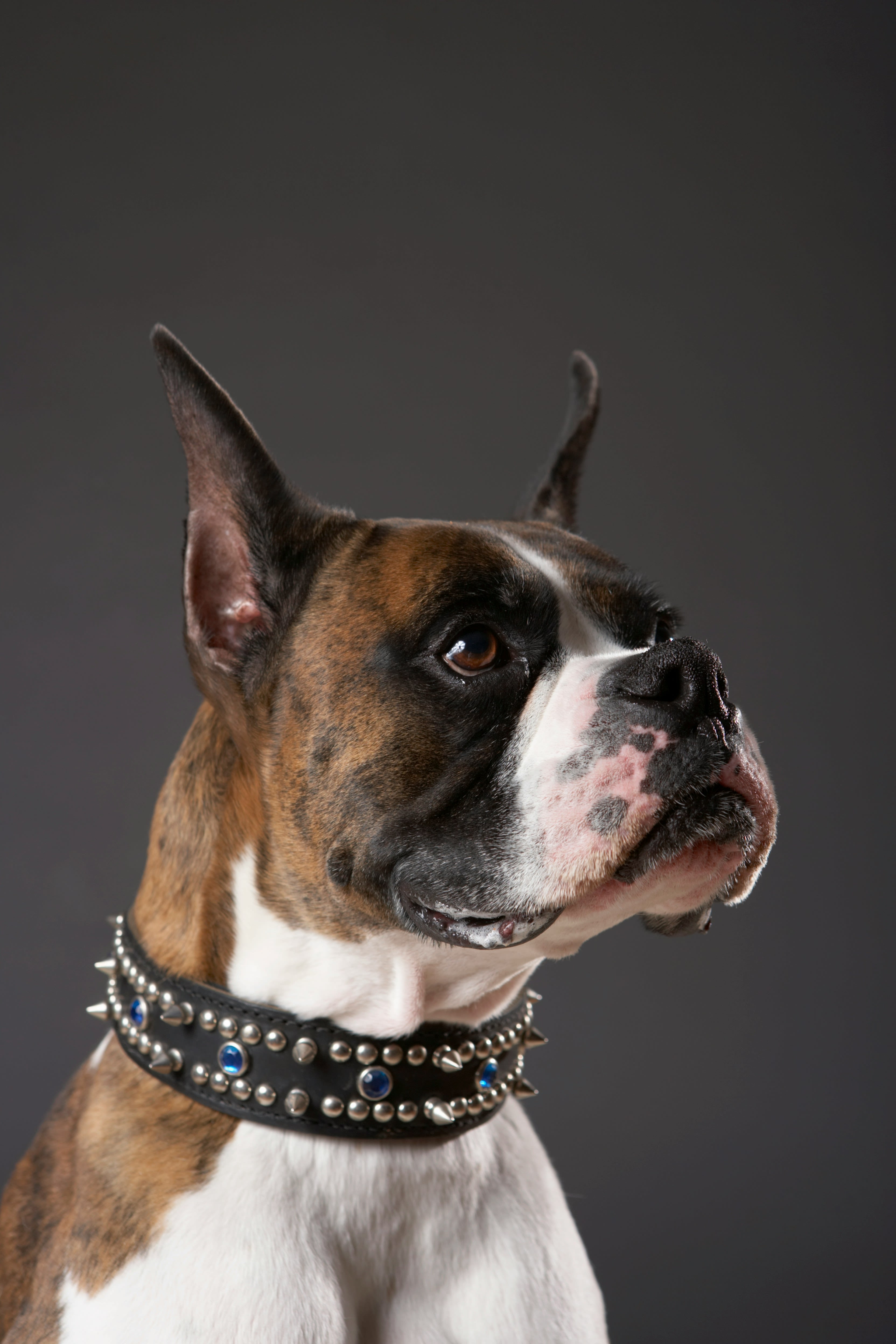 Boxer