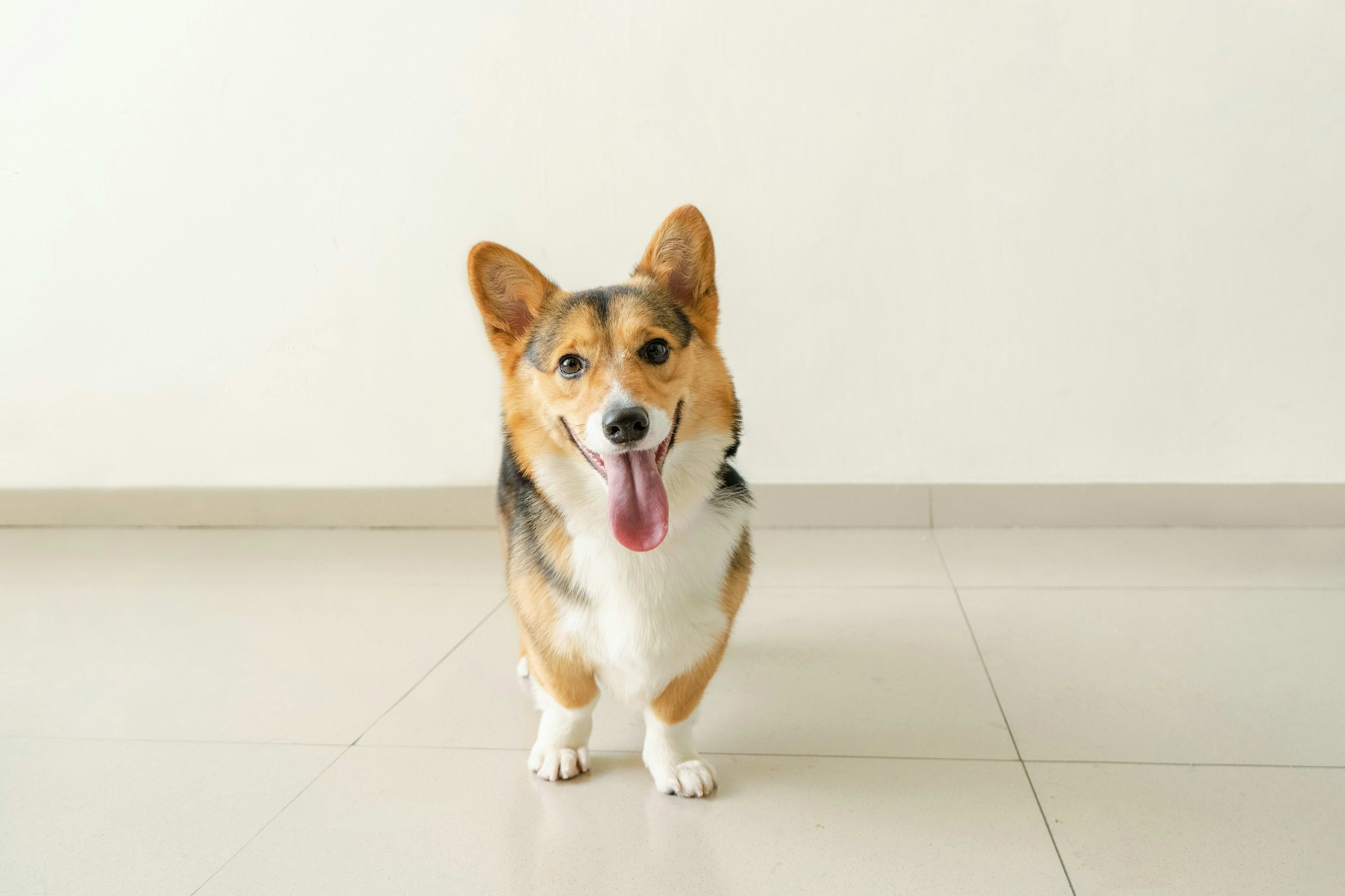 Corgi